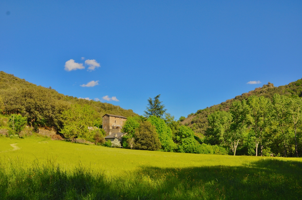 the meadow